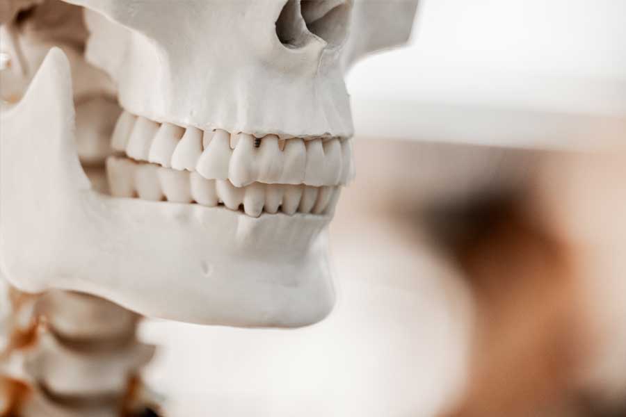Dental skull model showing jaw structure for oral and maxillofacial surgery education.